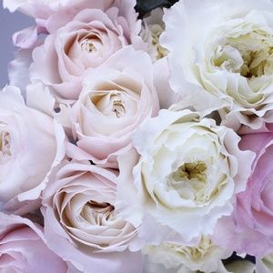 Meet your Posher, Lessie